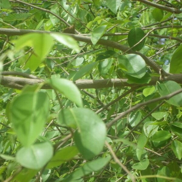 Pterocarpus lucens Ліст