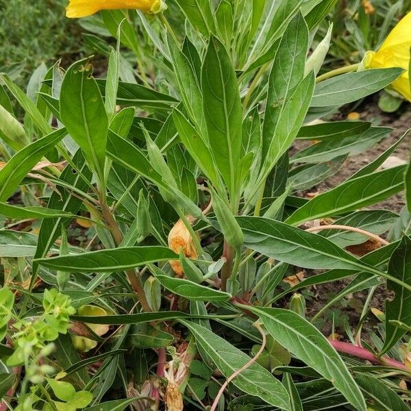 Oenothera macrocarpa Habit