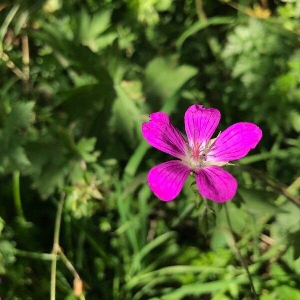 Geranium palustre Flower