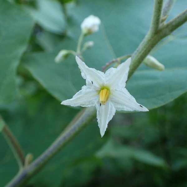 Solanum torvum Bloem