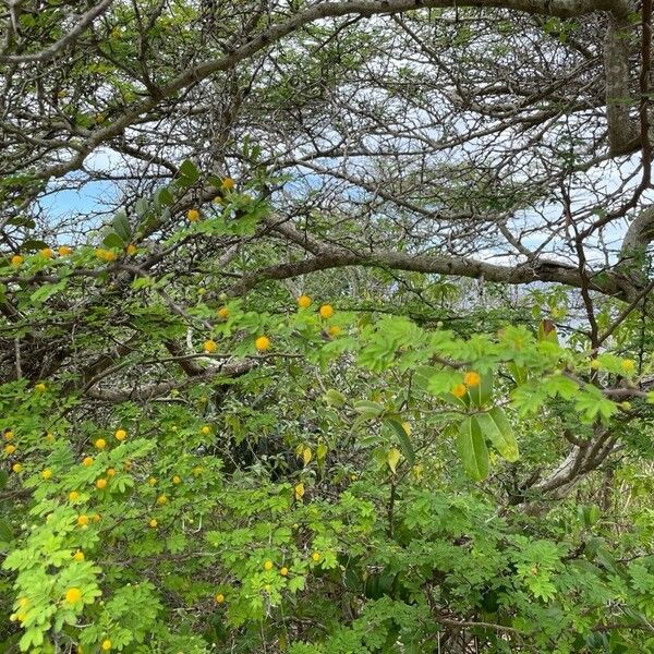 Vachellia tortuosa Blatt