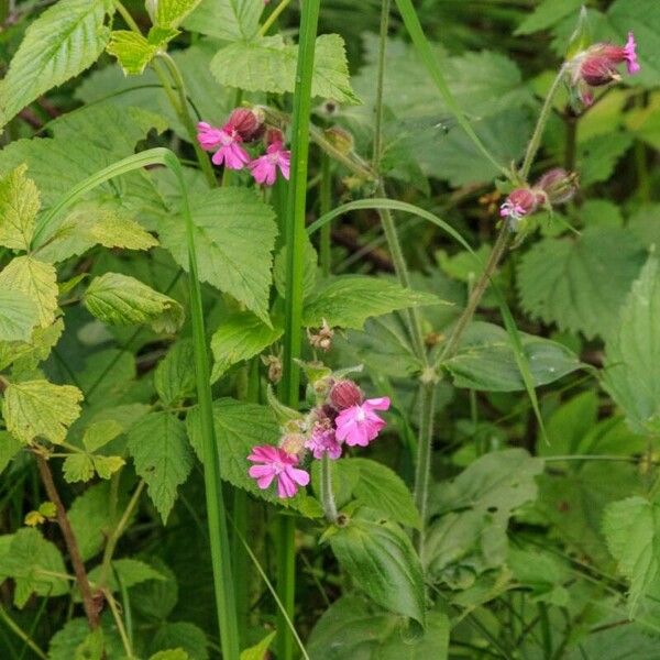 Silene dioica 花