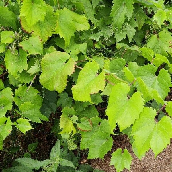 Vitis riparia List