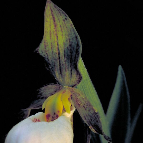 Cypripedium candidum Flower