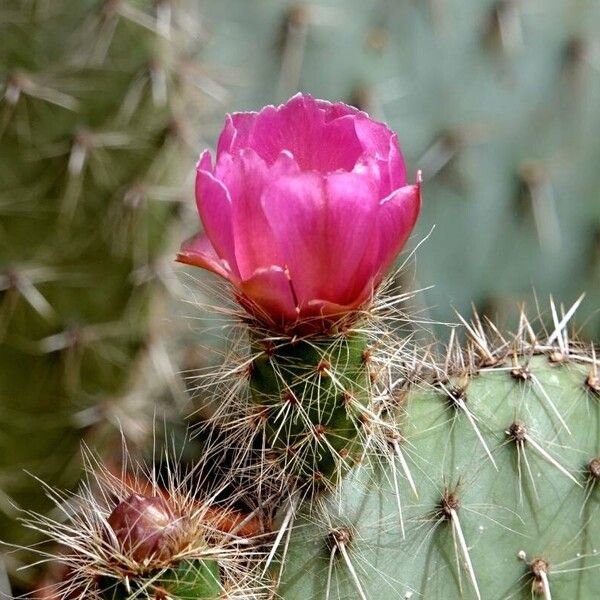 Opuntia polyacantha Flor