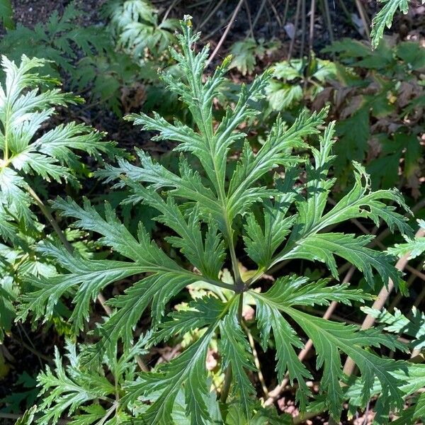 Geranium maderense Лист