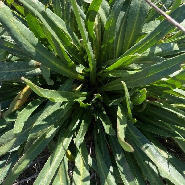 Sonchus maritimus 葉