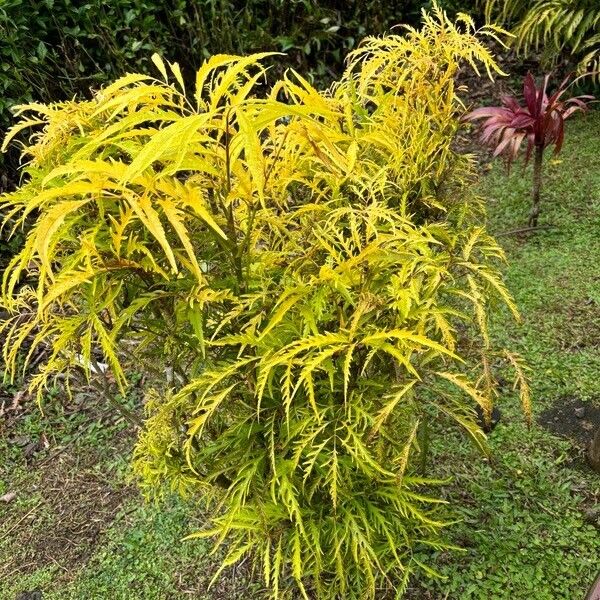 Polyscias fruticosa Leaf