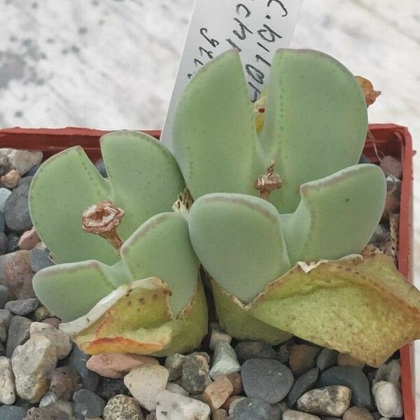 Conophytum bilobum List