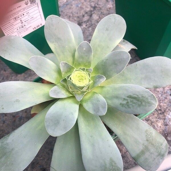 Aeonium diplocyclum Feuille