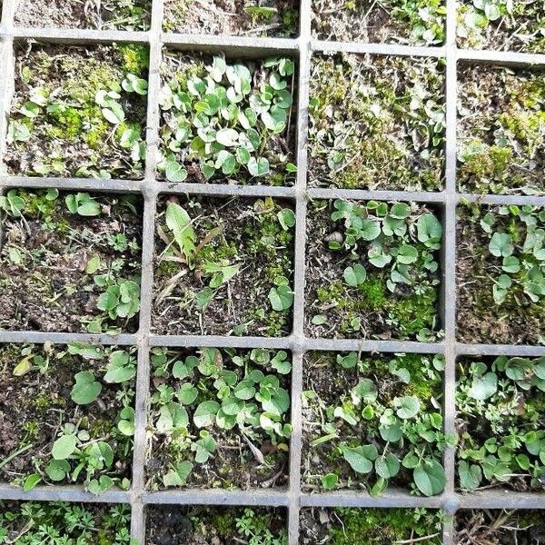 Dichondra micrantha ഇല