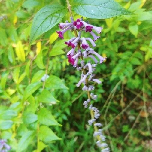 Buddleja lindleyana Flower