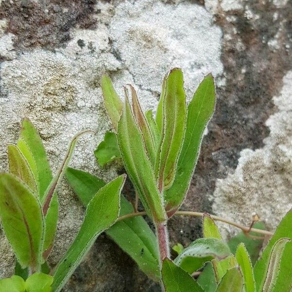 Epilobium parviflorum Листок