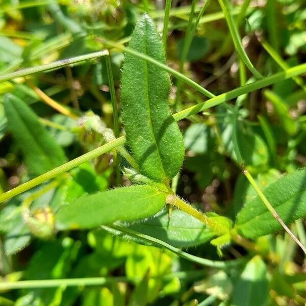 Helianthemum nummularium 葉