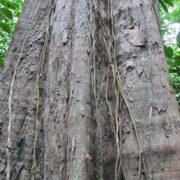 Pouteria eugeniifolia Bark