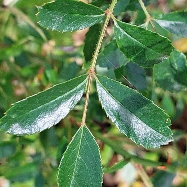 Rosa pendulina ഇല