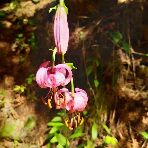 Lilium martagon പുഷ്പം