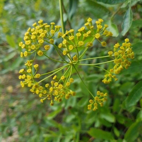 Bupleurum fruticosum Levél