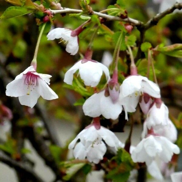 Prunus incisa Blüte