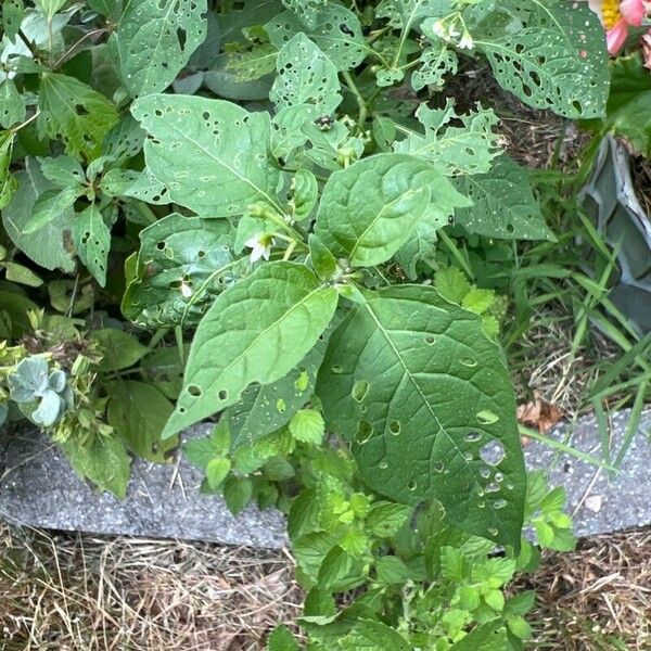 Solanum scabrum Frunză