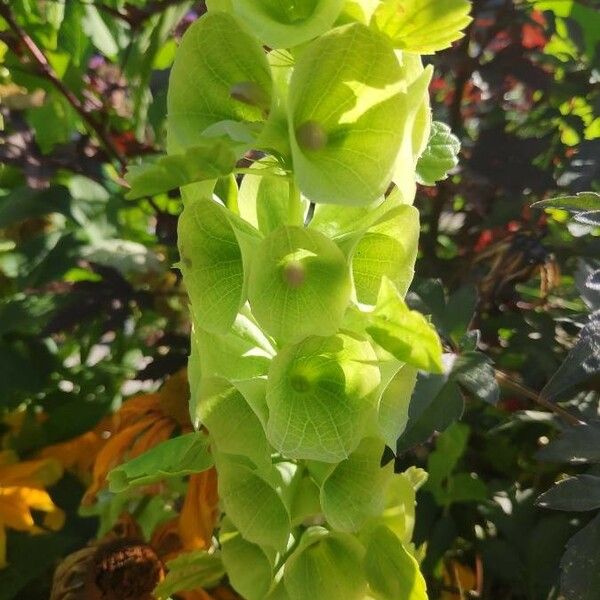 Moluccella laevis 叶