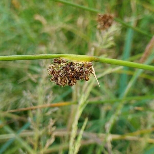 Juncus conglomeratus Lorea