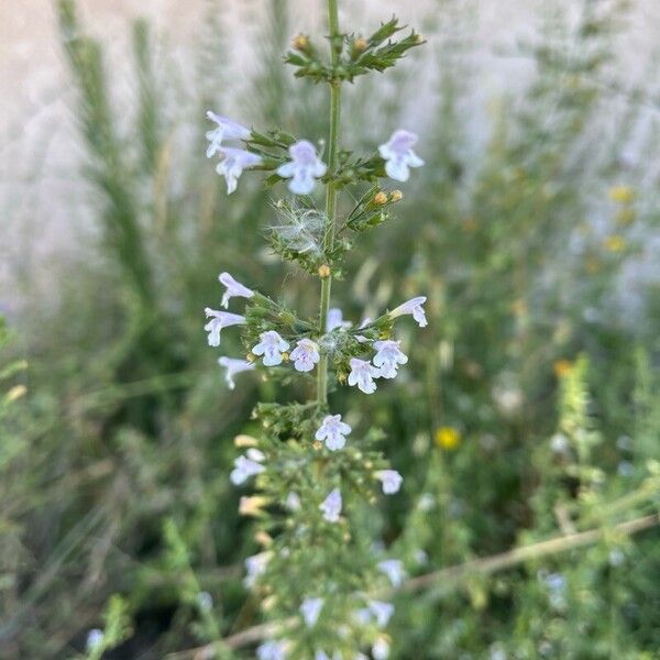 Clinopodium nepeta Цветок