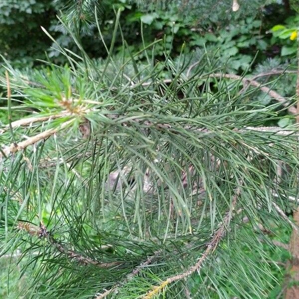 Pinus sylvestris পাতা