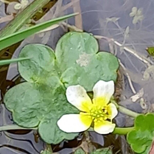 Ranunculus peltatus पत्ता