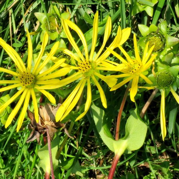 Silphium perfoliatum പുഷ്പം