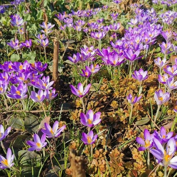 Crocus vernus 花