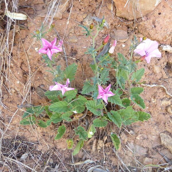 Convolvulus althaeoides عادت