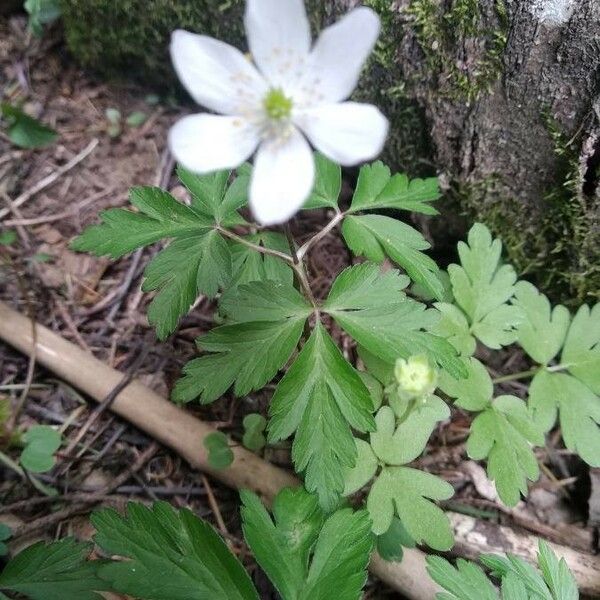 Anemone nemorosa Fleur