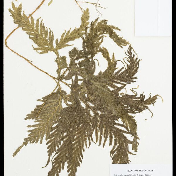 Selaginella parkeri Feuille