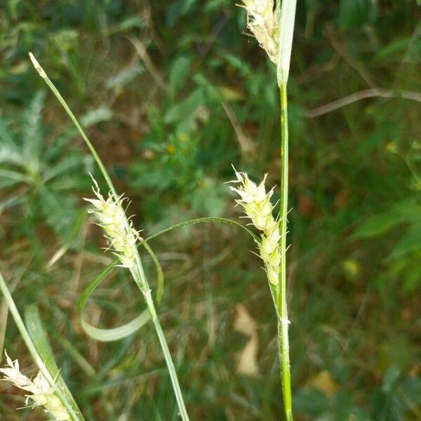 Carex hirta अन्य