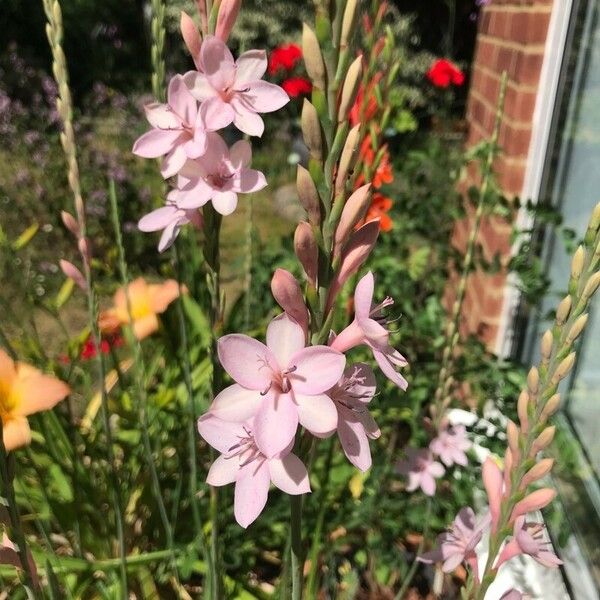 Watsonia borbonica 花