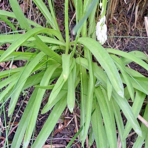 Hyacinthoides hispanica Fuelha