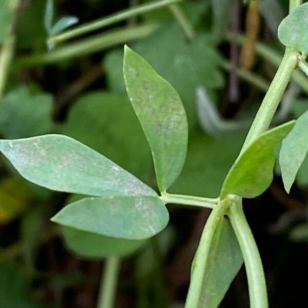 Lotus tenuis Leaf