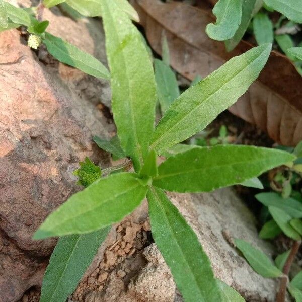 Eclipta prostrata ᱥᱟᱠᱟᱢ