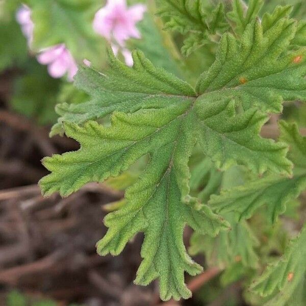 Pelargonium graveolens Лист