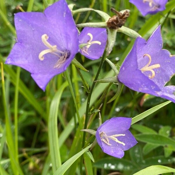 Campanula persicifolia Flors