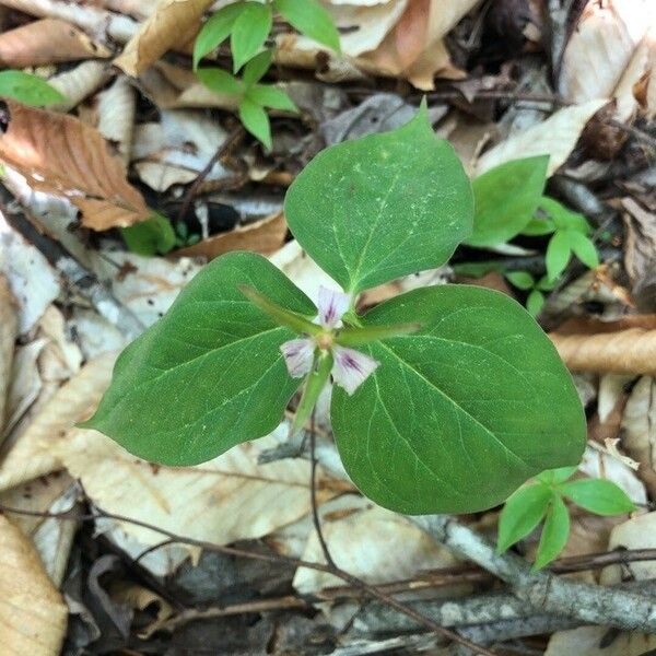 Trillium undulatum برگ