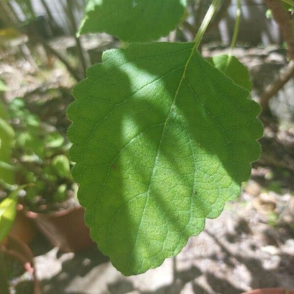 Tetradenia riparia Leaf