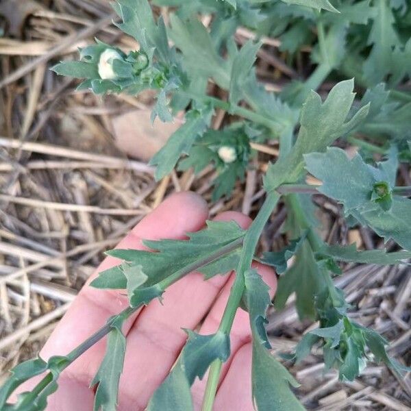 Glebionis segetum Leaf