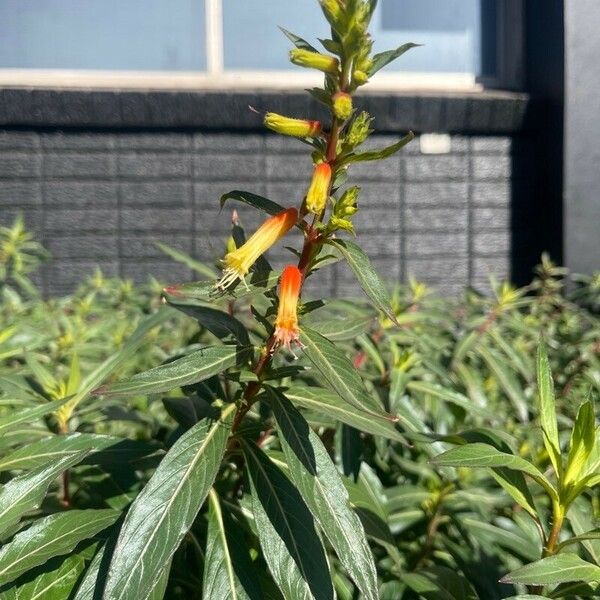 Cuphea micropetala Flower