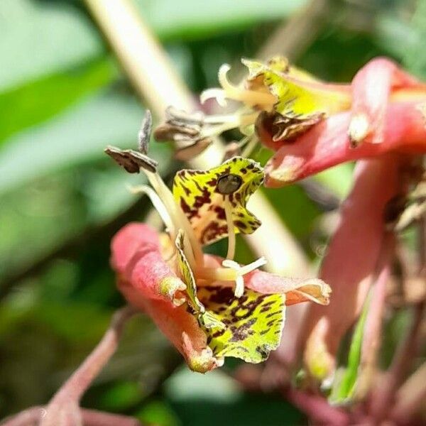 Bomarea edulis Blomst