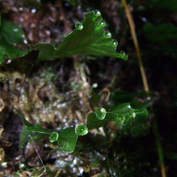 Trichomanes godmanii Ліст