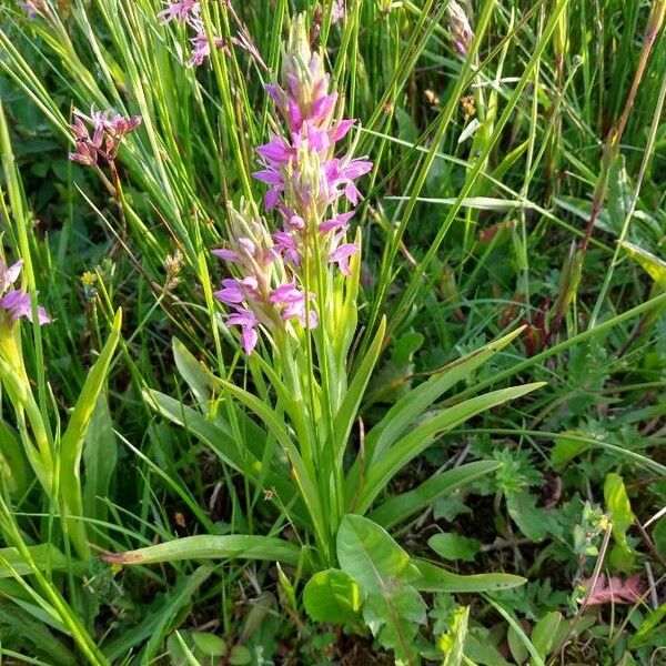 Dactylorhiza majalis Kukka