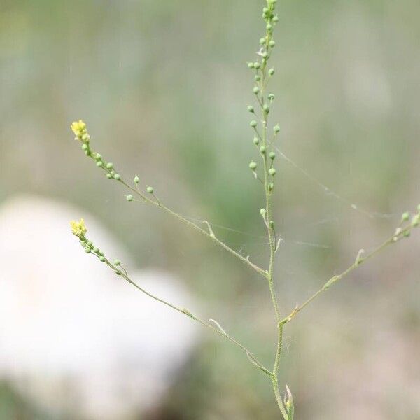 Neslia paniculata Leaf