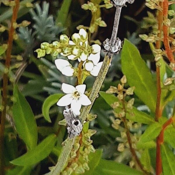 Lysimachia clethroides Flor